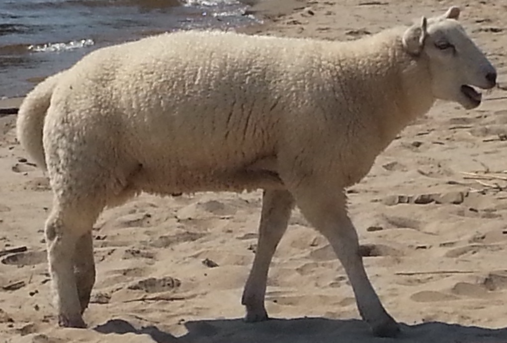 Schaltermaus